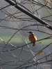 Filename=008_fotowilga~70.JPG
Filesize=320KB
Dimensions=525x700
Date added=Nov 06, 2019 008_fotowilga~70.JPG