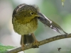 Filename=0090_fotowilga.JPG
Filesize=280KB
Dimensions=700x525
Date added=Aug 02, 2019 0090_fotowilga.JPG