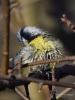 Filename=0090_fotowilga~62.JPG
Filesize=249KB
Dimensions=525x700
Date added=Mar 04, 2018 0090_fotowilga~62.JPG