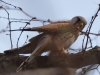 Filename=0091_fotowilga~0.JPG
Filesize=257KB
Dimensions=700x525
Date added=Apr 24, 2019 0091_fotowilga~0.JPG