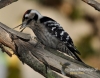 Filename=0092_fotowilga~28.JPG
Filesize=102KB
Dimensions=611x480
Date added=Mar 02, 2016 0092_fotowilga~28.JPG