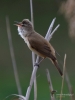 Filename=0094_fotowilga~46.JPG
Filesize=222KB
Dimensions=525x700
Date added=May 25, 2017 0094_fotowilga~46.JPG