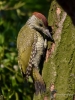 Filename=0095_fotowilga~67.JPG
Filesize=317KB
Dimensions=525x700
Date added=Jun 10, 2019 0095_fotowilga~67.JPG