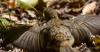 Filename=0096_fotowilga.JPG
Filesize=217KB
Dimensions=700x365
Date added=Aug 02, 2019 0096_fotowilga.JPG