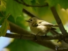 Filename=0096_fotowilga~60.JPG
Filesize=241KB
Dimensions=700x525
Date added=Nov 08, 2018 0096_fotowilga~60.JPG