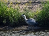 Filename=0096_fotowilga~62.JPG
Filesize=407KB
Dimensions=700x525
Date added=Jan 07, 2019 0096_fotowilga~62.JPG