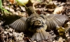Filename=0097_fotowilga.JPG
Filesize=297KB
Dimensions=700x420
Date added=Aug 02, 2019 0097_fotowilga.JPG