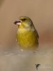 Filename=0098_fotowilga.JPG
Filesize=203KB
Dimensions=525x700
Date added=Jan 08, 2019 0098_fotowilga.JPG