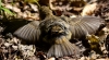 Filename=0098_fotowilga~1.JPG
Filesize=279KB
Dimensions=700x386
Date added=Aug 04, 2019 0098_fotowilga~1.JPG