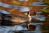 Filename=00994_fotowilga~0.JPG
Filesize=247KB
Dimensions=700x469
Date added=Nov 02, 2021 00994_fotowilga~0.JPG