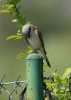 Filename=0099_fotowilga.JPG
Filesize=233KB
Dimensions=499x700
Date added=Feb 04, 2019 0099_fotowilga.JPG