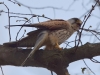 Filename=0099_fotowilga~1.JPG
Filesize=250KB
Dimensions=700x525
Date added=Apr 24, 2019 0099_fotowilga~1.JPG