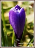 Filename=009_fotowilga~2.JPG
Filesize=91KB
Dimensions=391x540
Date added=May 10, 2014 009_fotowilga~2.JPG