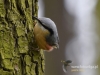 Filename=009_fotowilga~28.JPG
Filesize=85KB
Dimensions=640x480
Date added=Mar 27, 2017 009_fotowilga~28.JPG