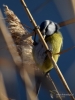 Filename=009_fotowilga~44.JPG
Filesize=238KB
Dimensions=525x700
Date added=Feb 23, 2018 009_fotowilga~44.JPG