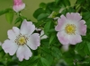 Filename=009_fotowilga~47.JPG
Filesize=244KB
Dimensions=700x520
Date added=Mar 23, 2018 009_fotowilga~47.JPG