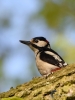 Filename=009_fotowilga~50.JPG
Filesize=240KB
Dimensions=525x700
Date added=Apr 25, 2018 009_fotowilga~50.JPG