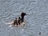 Filename=009_fotowilga~53.JPG
Filesize=366KB
Dimensions=700x525
Date added=Jun 03, 2018 009_fotowilga~53.JPG