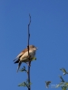 Filename=009_fotowilga~56.JPG
Filesize=179KB
Dimensions=525x700
Date added=Apr 02, 2019 009_fotowilga~56.JPG