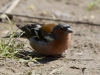 Filename=009_fotowilga~60.JPG
Filesize=274KB
Dimensions=700x525
Date added=Jun 21, 2019 009_fotowilga~60.JPG