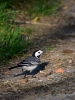 Filename=009_fotowilga~61.JPG
Filesize=299KB
Dimensions=525x700
Date added=Jul 11, 2019 009_fotowilga~61.JPG