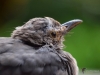 Filename=009_fotowilga~62.JPG
Filesize=243KB
Dimensions=700x525
Date added=Oct 22, 2019 009_fotowilga~62.JPG
