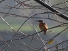 Filename=009_fotowilga~66.JPG
Filesize=309KB
Dimensions=700x525
Date added=Nov 05, 2019 009_fotowilga~66.JPG