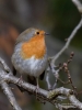 Filename=0100_fotowilga.JPG
Filesize=253KB
Dimensions=525x700
Date added=May 16, 2019 0100_fotowilga.JPG
