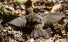 Filename=0100_fotowilga~1.JPG
Filesize=300KB
Dimensions=700x439
Date added=Aug 04, 2019 0100_fotowilga~1.JPG