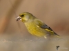 Filename=0100_fotowilga~54.JPG
Filesize=209KB
Dimensions=700x525
Date added=Mar 04, 2018 0100_fotowilga~54.JPG
