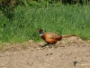 Filename=0100_fotowilga~64.JPG
Filesize=367KB
Dimensions=700x525
Date added=Jun 13, 2019 0100_fotowilga~64.JPG