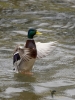 Filename=0101_fotowilga~50.JPG
Filesize=299KB
Dimensions=525x700
Date added=Dec 10, 2017 0101_fotowilga~50.JPG