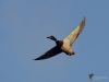 Filename=0102_fotowilga~63.JPG
Filesize=180KB
Dimensions=700x525
Date added=Jan 27, 2019 0102_fotowilga~63.JPG