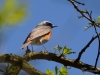 Filename=0104_fotowilga.JPG
Filesize=243KB
Dimensions=700x525
Date added=Mar 02, 2019 0104_fotowilga.JPG