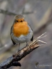 Filename=0104_fotowilga~71.JPG
Filesize=250KB
Dimensions=525x700
Date added=May 25, 2019 0104_fotowilga~71.JPG