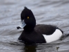 Filename=0106_fotowilga~66.JPG
Filesize=227KB
Dimensions=700x525
Date added=Apr 02, 2018 0106_fotowilga~66.JPG