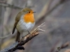 Filename=0107_fotowilga~59.JPG
Filesize=243KB
Dimensions=700x525
Date added=May 08, 2019 0107_fotowilga~59.JPG