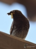 Filename=0108_fotowilga~47.JPG
Filesize=223KB
Dimensions=525x700
Date added=Nov 03, 2017 0108_fotowilga~47.JPG