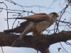 Filename=0109_fotowilga.JPG
Filesize=269KB
Dimensions=700x525
Date added=Apr 24, 2019 0109_fotowilga.JPG