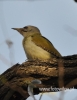 Filename=010_fotowilga~19.JPG
Filesize=70KB
Dimensions=373x480
Date added=Apr 17, 2016 010_fotowilga~19.JPG