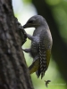 Filename=010_fotowilga~40.JPG
Filesize=239KB
Dimensions=525x700
Date added=Jul 01, 2017 010_fotowilga~40.JPG