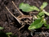 010_fotowilga~49.JPG