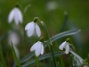 Filename=010_fotowilga~52.JPG
Filesize=213KB
Dimensions=700x525
Date added=Apr 16, 2018 010_fotowilga~52.JPG