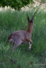 010_fotowilga~53.JPG