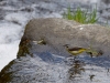 Filename=010_fotowilga~55.JPG
Filesize=305KB
Dimensions=700x525
Date added=May 04, 2018 010_fotowilga~55.JPG