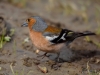 Filename=010_fotowilga~57.JPG
Filesize=233KB
Dimensions=700x525
Date added=Jul 23, 2018 010_fotowilga~57.JPG