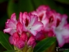 Filename=010_fotowilga~58.JPG
Filesize=226KB
Dimensions=700x525
Date added=Aug 19, 2018 010_fotowilga~58.JPG