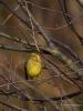 Filename=010_fotowilga~64.JPG
Filesize=298KB
Dimensions=525x700
Date added=Mar 16, 2019 010_fotowilga~64.JPG