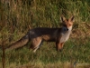 Filename=010_fotowilga~66.JPG
Filesize=388KB
Dimensions=700x525
Date added=Apr 10, 2019 010_fotowilga~66.JPG