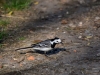Filename=010_fotowilga~71.JPG
Filesize=311KB
Dimensions=700x525
Date added=Jul 11, 2019 010_fotowilga~71.JPG